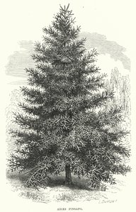 Abies Pinsapo (Stich)