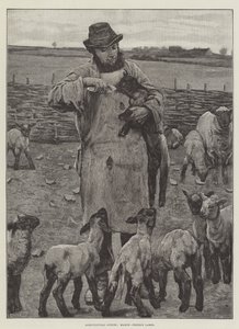 Landwirtschaftliche Szenen, März, Lämmer füttern (Stich)