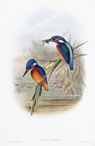 Eisvogel (Alcedo Ispida)