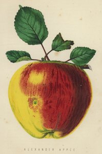 Alexander Apfel
