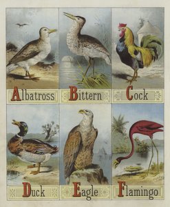Alphabet der Vögel