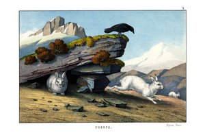 Alpenhase