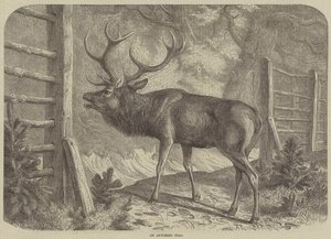 Ein Hirsch mit Geweih