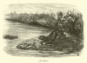 Ein Otter von English School