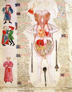 Anatomisches Diagramm aus 
