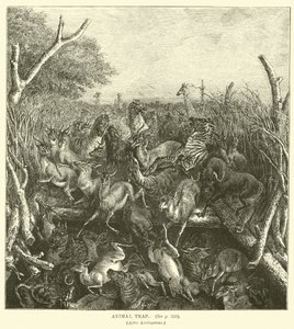 Tierfalle, nach Livingstone