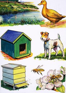 Tiere und ihre Häuser