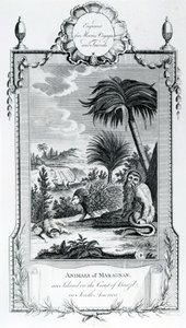 Tiere von Maragnan, Illustration aus Moores Reisen und Reisen, 1778