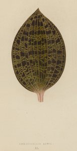 Anoectochilus Lowii