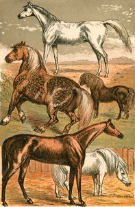 Arabisches Pferd, Kaltblut, Rennpferd, Shetlandpony und Pony