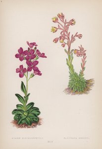 Arabis Blepharophylla; Saxifraga Ambigua von English School