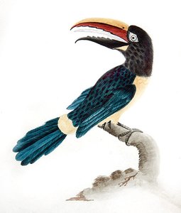 Aracari-Tukan