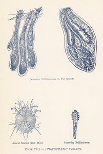 Aristokratische Schädlinge von English School