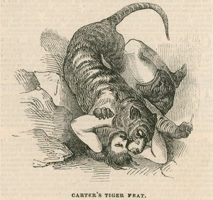 Astleys Amphitheater, London - Carters Tigerkunststück