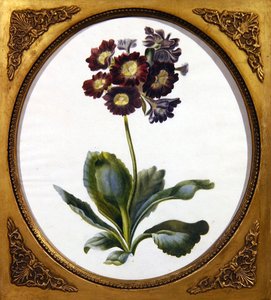 Aurikel, ca. 1850