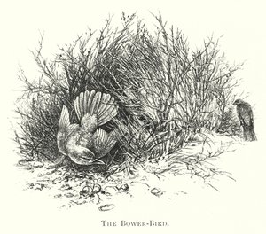 Australien: Der Laubenvogel (Gravur)
