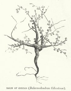 Balsam von Gilead, Balsamodendron Gileadense (Gravur)