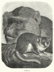 Berberaffe