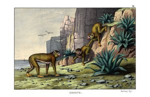 Berberaffe