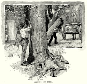 Barking Gum-Bäume