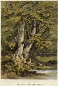 Buchen bei Selborne, Hampshire von English School
