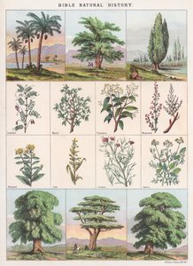 Bibel Naturgeschichte von English School