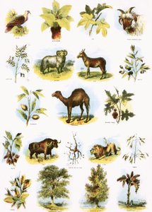 Biblische Illustrationen von English School