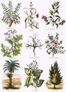 Biblische Naturgeschichte