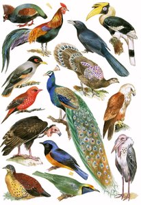 Vögel