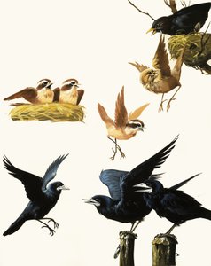 Vogelmontage von English School