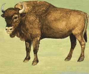 Bison oder Amerikanischer Büffel