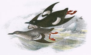 Gryllteiste