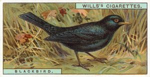 Amsel von English School