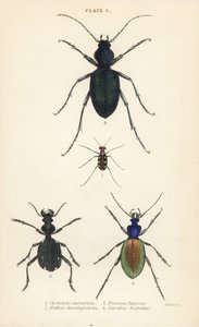 Blau- oder goldgefleckter Tigerkäfer, Cicindela aurulenta 1, Säbelzahn-Bodenläufer, Anthia decemguttata 2, riesiger violetter Bodenläufer, Carabus scabrosus tauricus 3, und Bodenläufer, Carabus hispanus 4 von English School