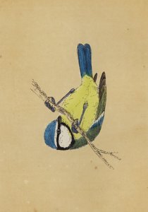 Blaumeise