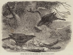 Laubenvögel in der Menagerie der Zoologischen Gesellschaft (Stich) von English School