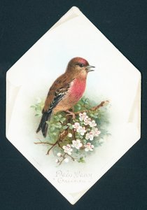 Bergfink