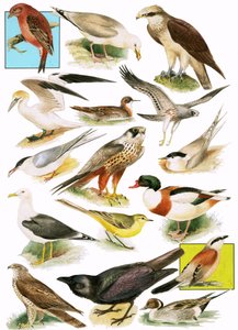 Britische Vögel