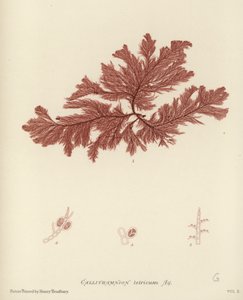 Britischer Seetang