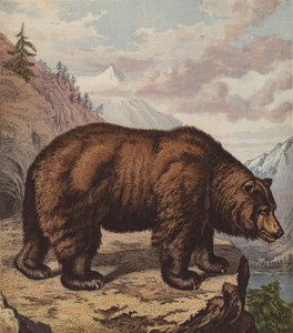 Braunbär