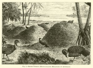 Buschtruthähne, Hügelbauende Megapoden Australiens