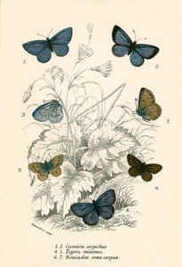 Schmetterlinge