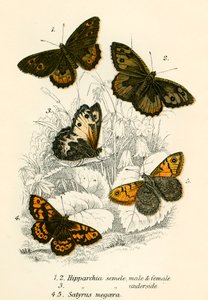 Schmetterlinge
