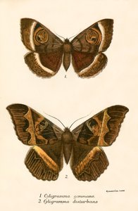 Schmetterlinge von English School