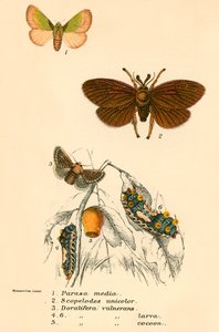 Schmetterlinge von English School