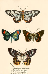 Schmetterlinge von English School
