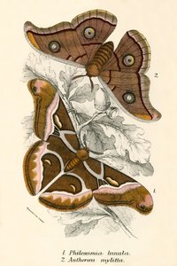 Schmetterlinge