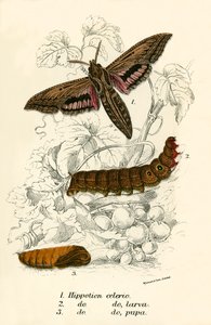 Schmetterlinge von English School