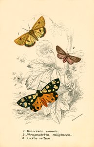Schmetterlinge von English School