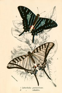 Schmetterlinge